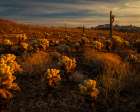 USA-Arizona-Kofa National Wildlife Area-Mountain and desert landscape at sunrise Art Print